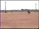 Our gymkhana 10/1 \"Honkeytonk Badonkadonk\"