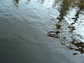 Eendjes in de vijver