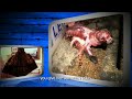 Click here to watch this video 