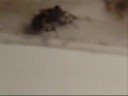 The Fly and the Maggots