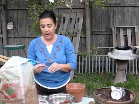 how to transplant small cactus