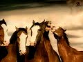 Horses Bud Horses Bud