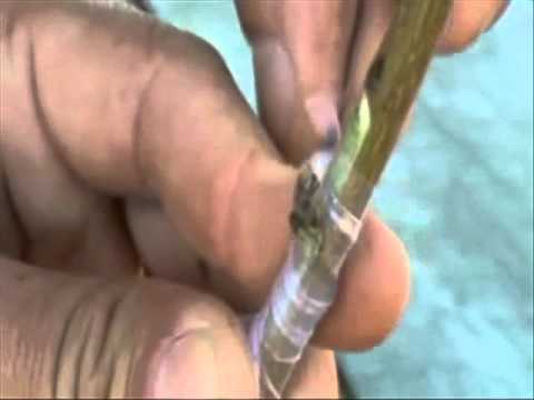 Instruções para enxertia em Pessegueiro (Borbulhia) - ESALQ/USP.