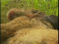 Nkuhuma Lion Cub Killed By Mapogo\