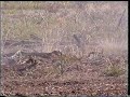 Cat D7 stick-raking part 2 turbo whistle