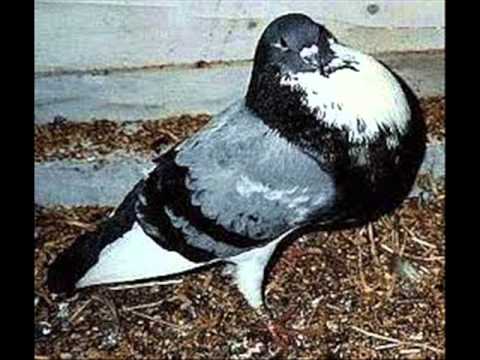 بعض أنواع الحمام المتوفر بالمغرب pigeon maroc