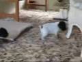More Romping