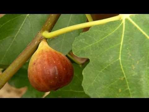 how to design a harvest table ehow