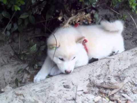 Ghost outside in the dirt