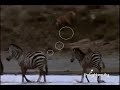 lioness hunting