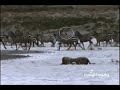 lioness hunting
