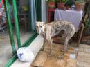 Rescue-Dogs from Rita Terrana from Spani