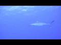 RANGIROA 2008 PART 2