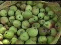PURE DE MANZANA - TIERRA AFUERA PURE DE MANZANA - TIERRA AFUERA
