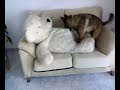 Adiestramiento de Perros 2da Parte (Roko)