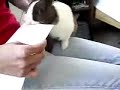 letter opening rabbit