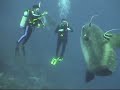 Bali Mola Mola at Nusa Lembongan part 1