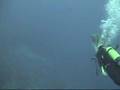 Bali Mola Mola at Nusa Lembongan part 1