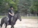 horse jazda skoki horse jazda skoki