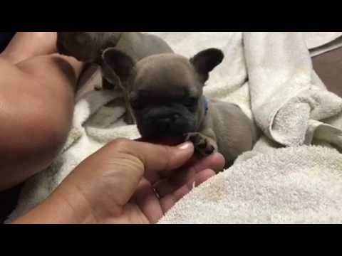 John Snow the Frenchie