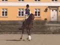 Love Song-Dressage/Jumping Love Song-Dressage/Jumping