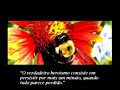 paz.html