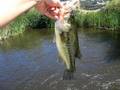 videos de Owens River Black Bass