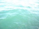 dauphins au ridens