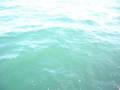 dauphins au ridens