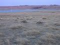 Sharp-Tail Grouse Dance Sharp-Tail Grouse Dance