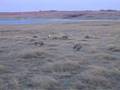 Sharp-Tail Grouse Dance