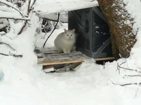 how to provide warmth for outside cats