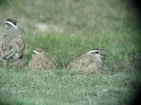 Dotterel - Charadrius morinellus