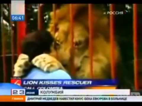 Watch 'Лев и спасительница'