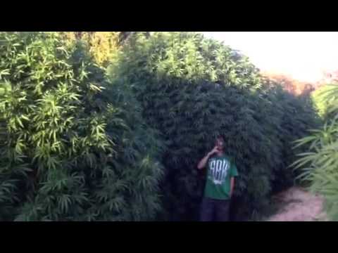 how to grow 10 lbs of weed