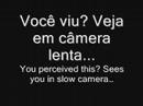 cachorro assustado cachorro assustado