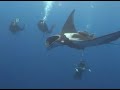 Dreaming of  MANTAS & SHARKS at Socorro Islands on SolmarV