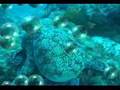Dreaming of  MANTAS & SHARKS at Socorro Islands on SolmarV