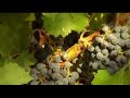 wine-trekker-demo-reel.html