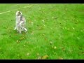 totale Überraschung für Husky in Swimmingpool