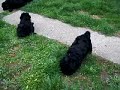 Boglyaszéli-H?séges Pulik 2. Boglyaszéli-H?séges Pulik 2.