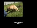 Discapacidad Canina No solo sucede con el ser humano