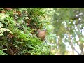 Little bird
