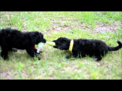 Dani and Delight playing tug of war