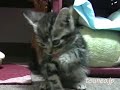 子猫のマロン♪ cat friend