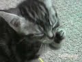 ??????? cat friend ??????? cat friend