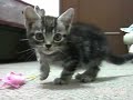 子猫のマロン♪ cat friend