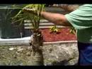 Curb Appeal Landscaping When Selling a Home