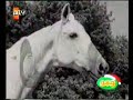 Anadol Reklamı
