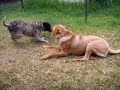 Lily N PJ Playin